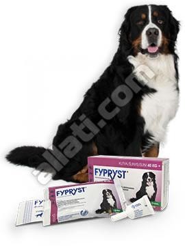 Fypryst  4,02 ml (40kg felett) kutya 1 pipetta Hatóanyag: Fipronil Termék Termék szavatosság : 2022.11.30